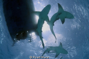 Lemon Sharks at Tiger Beach. Shot with Canon T2i, Tokina ... by Ryan Ware 